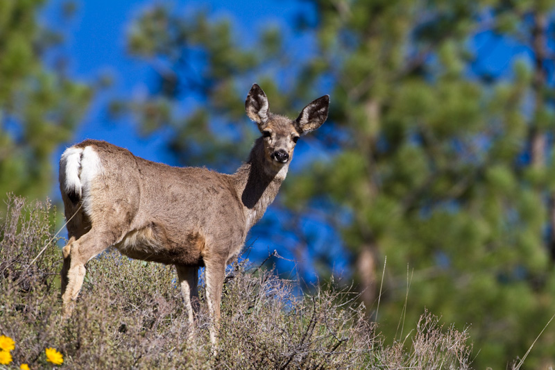 Mule Deer